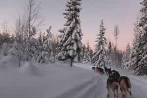 Zweeds-lapland-winter-husky lulea travel