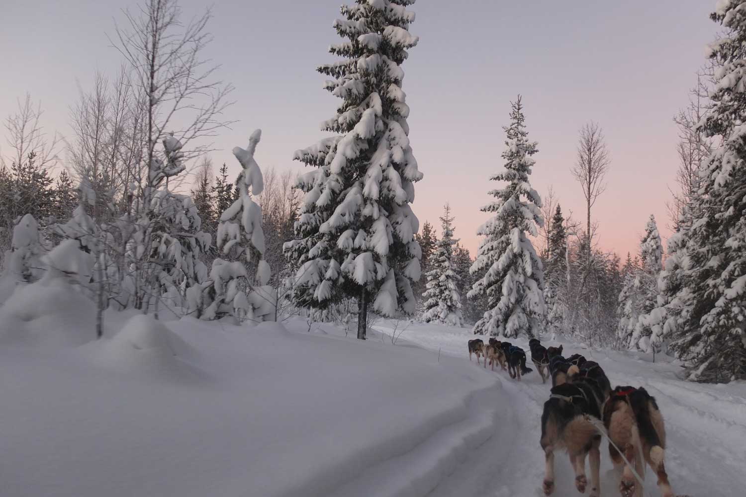 dogsledding tours luleå dogsledding tours luleå