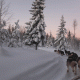 dog sledding luleå