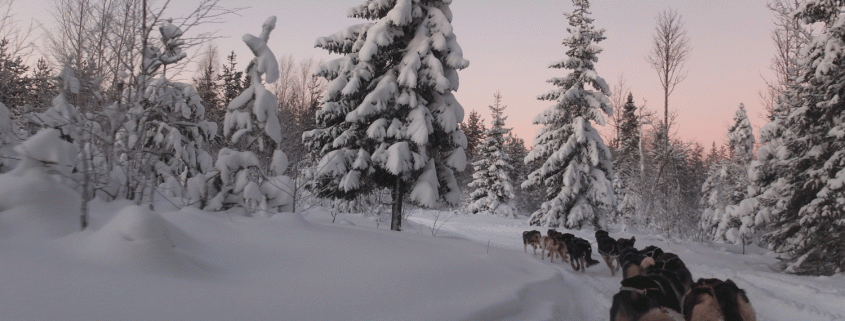 dog sledding luleå