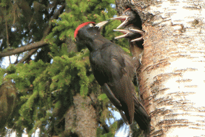 Swedish-lapland-black-woodp