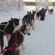 Zweeds Lapland Lulea