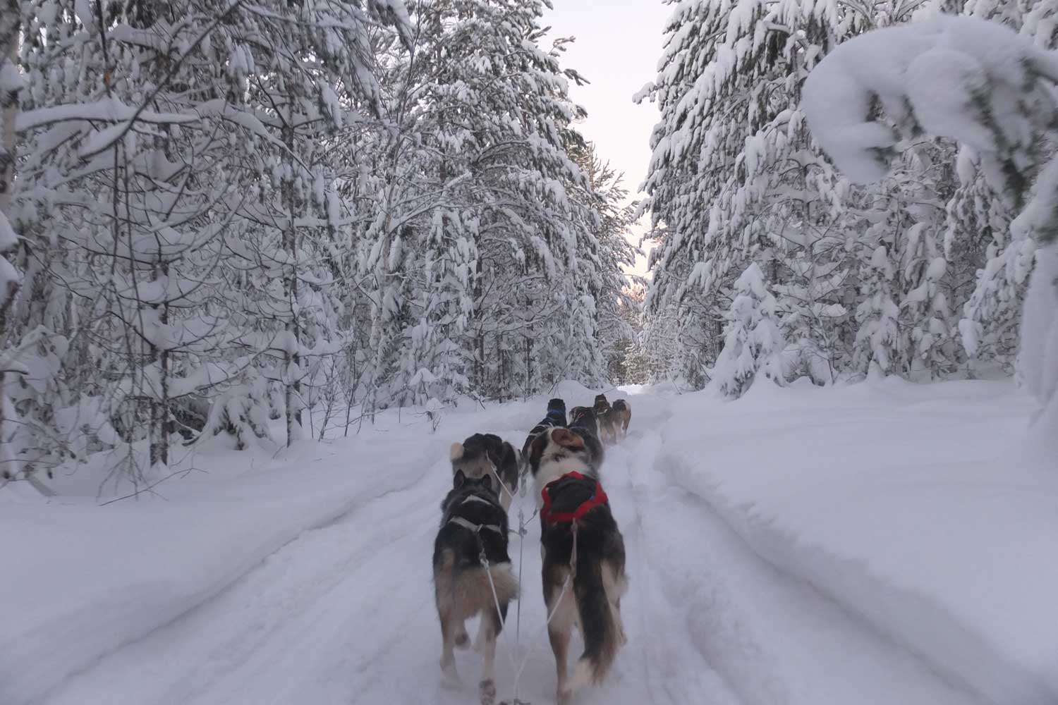 dog-sledding-tours Lulea dog-sledding-tours Lulea