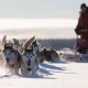Dog Sledding Luleå