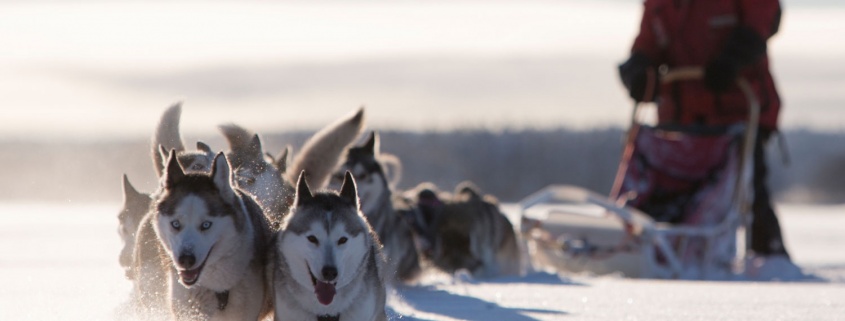 Dog Sledding Luleå