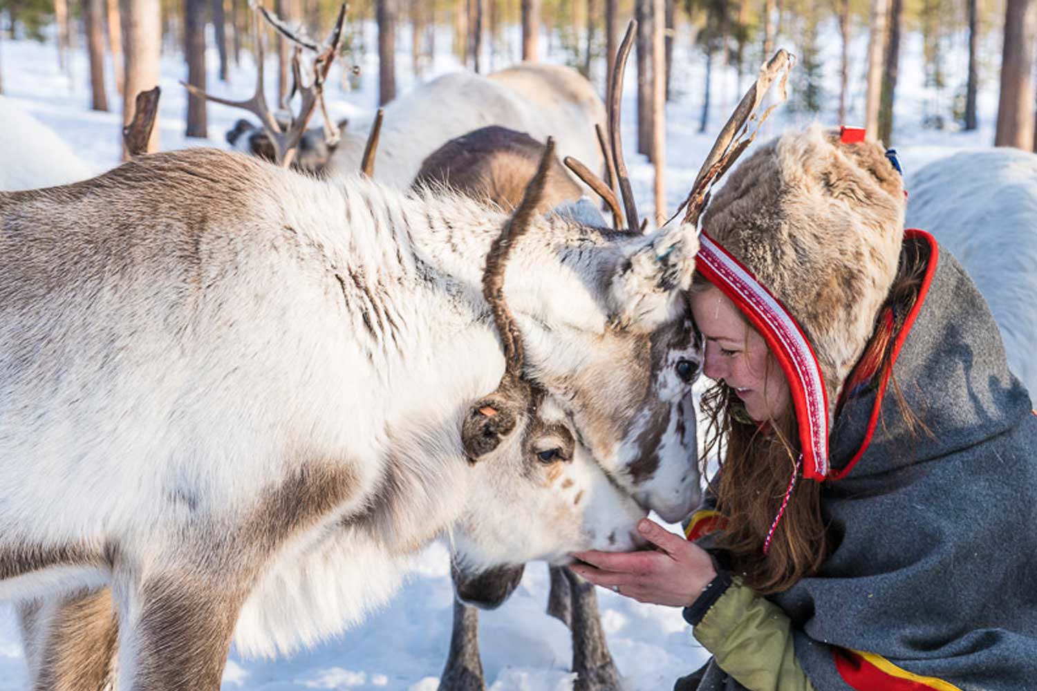 Sami-culture-swedish lapland Reindeers Lulea