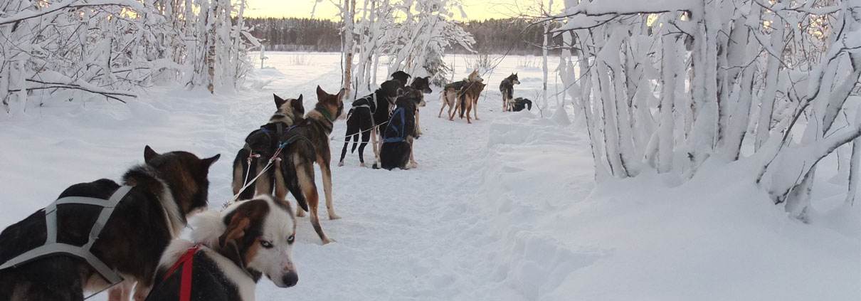dog sledding tours lulea dog sledding tours lulea