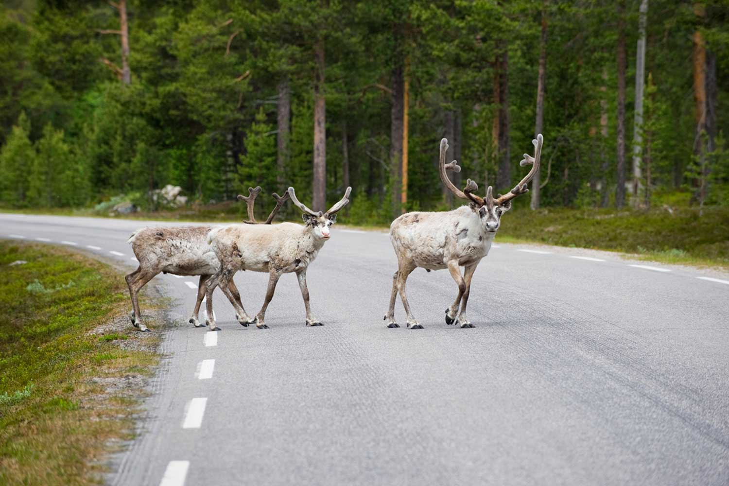 fly drive sweden fly drive sweden