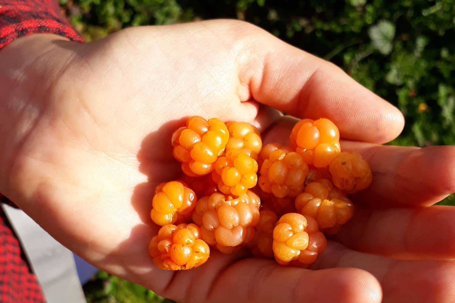 Cloudberry - berry picking