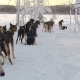 Zweeds-Lapland Wintersport