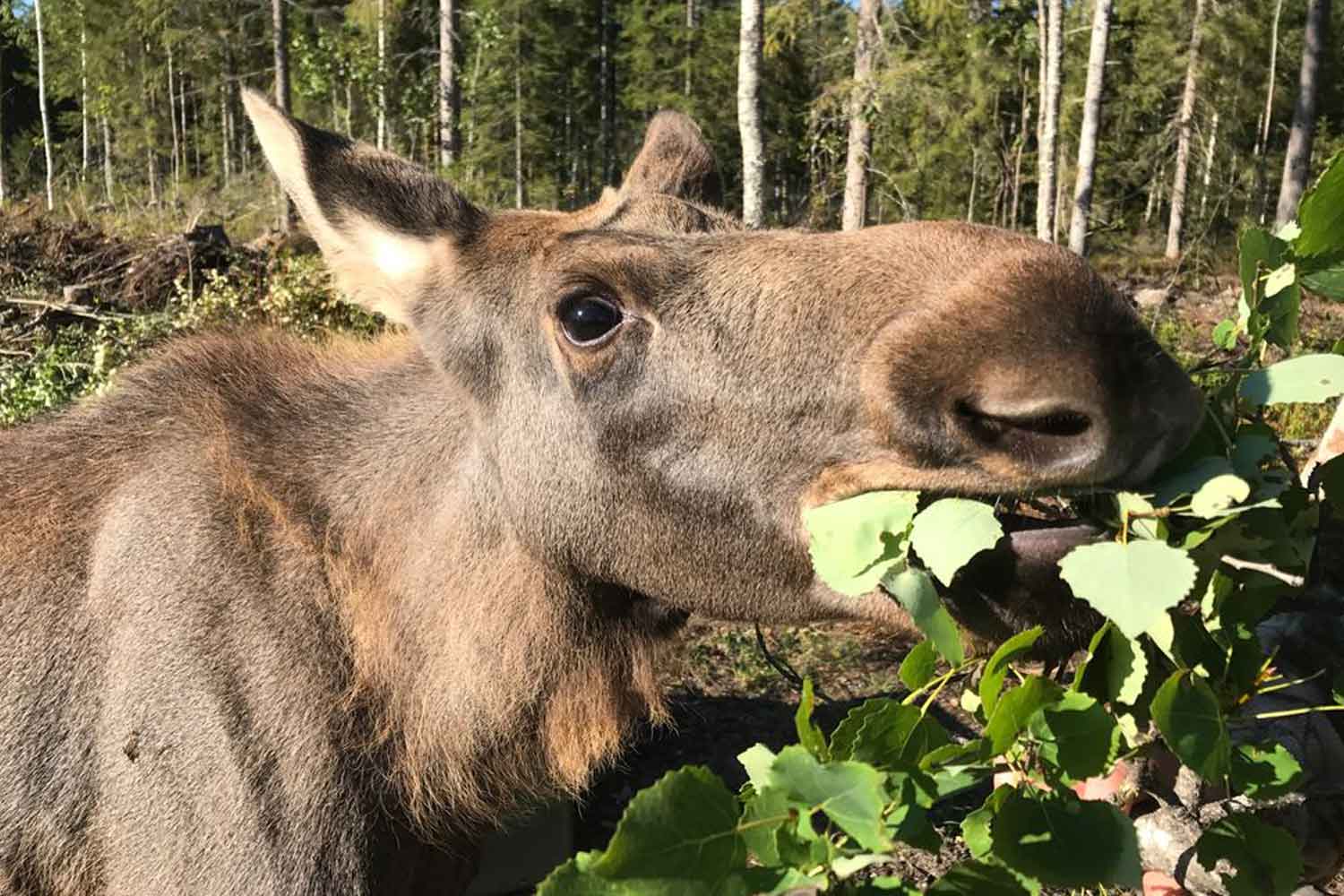 lulea moose lulea moose