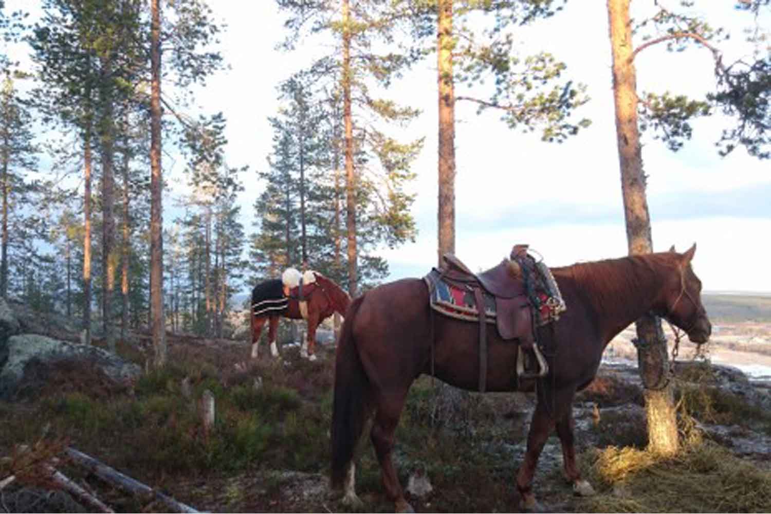 horse-riding-lulea-tour