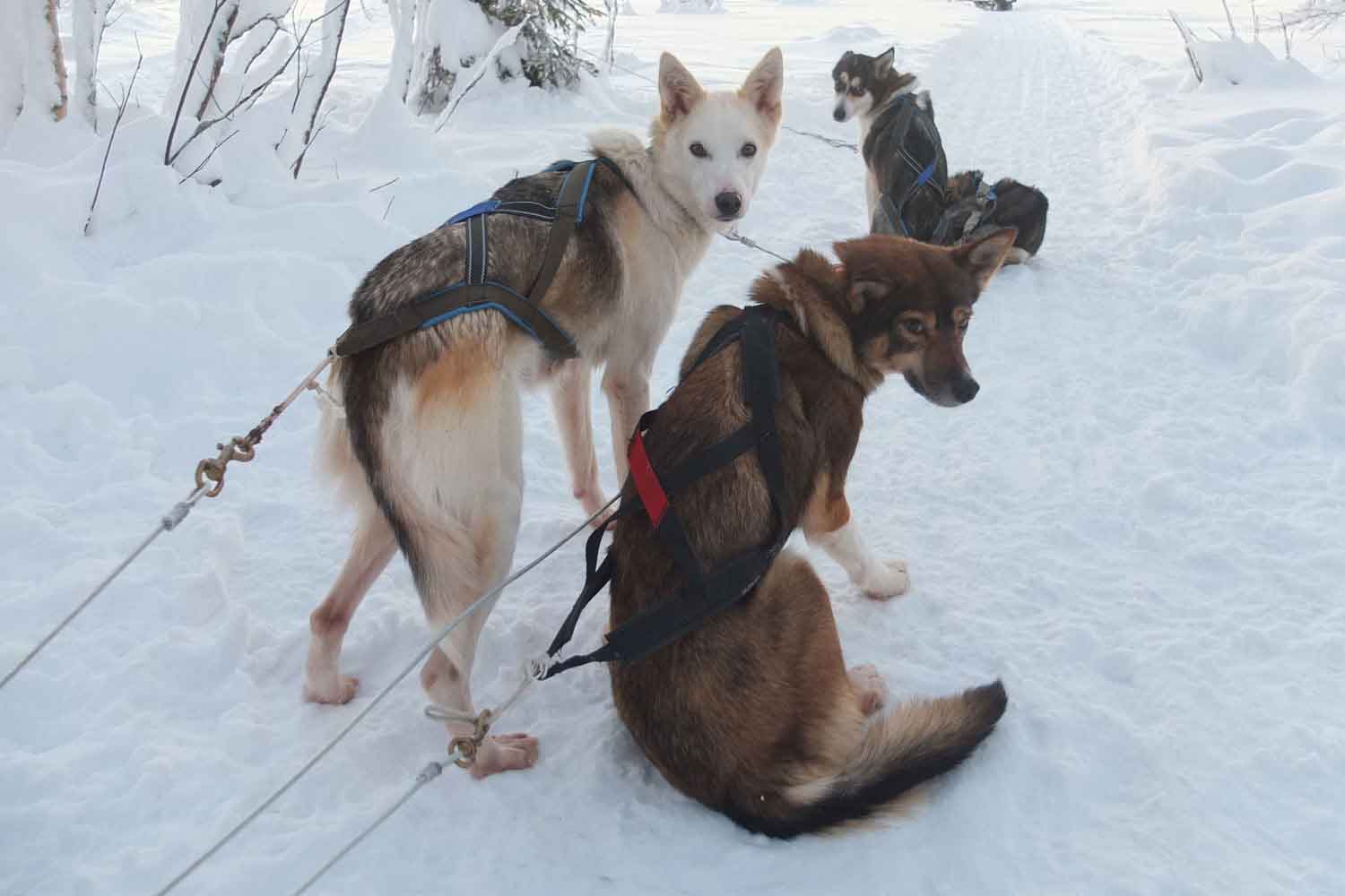 Activities-Lulea Activities-Lulea