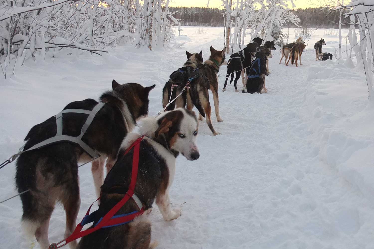 dog sled lulea tours dog sled lulea tours