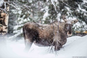 moose-sweden-lapland moose-sweden-lapland