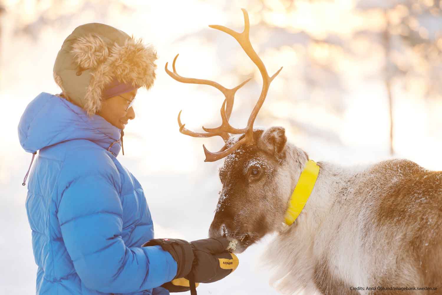 feed the reindeer feed the reindeer
