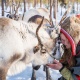 sami culture winter holiday