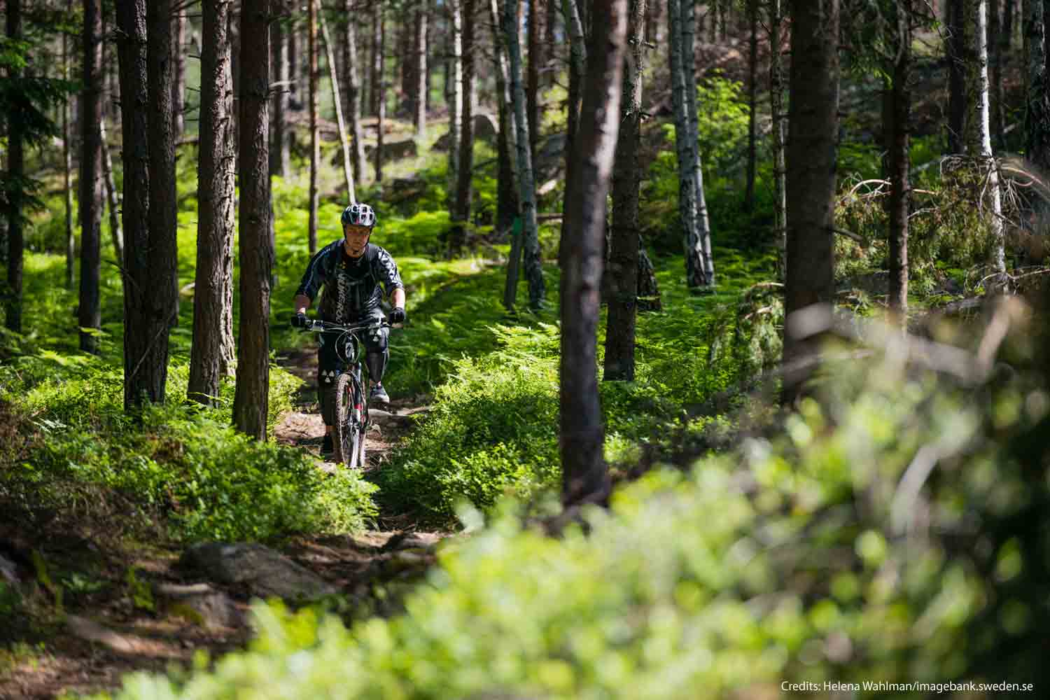 fat bike lulea activities