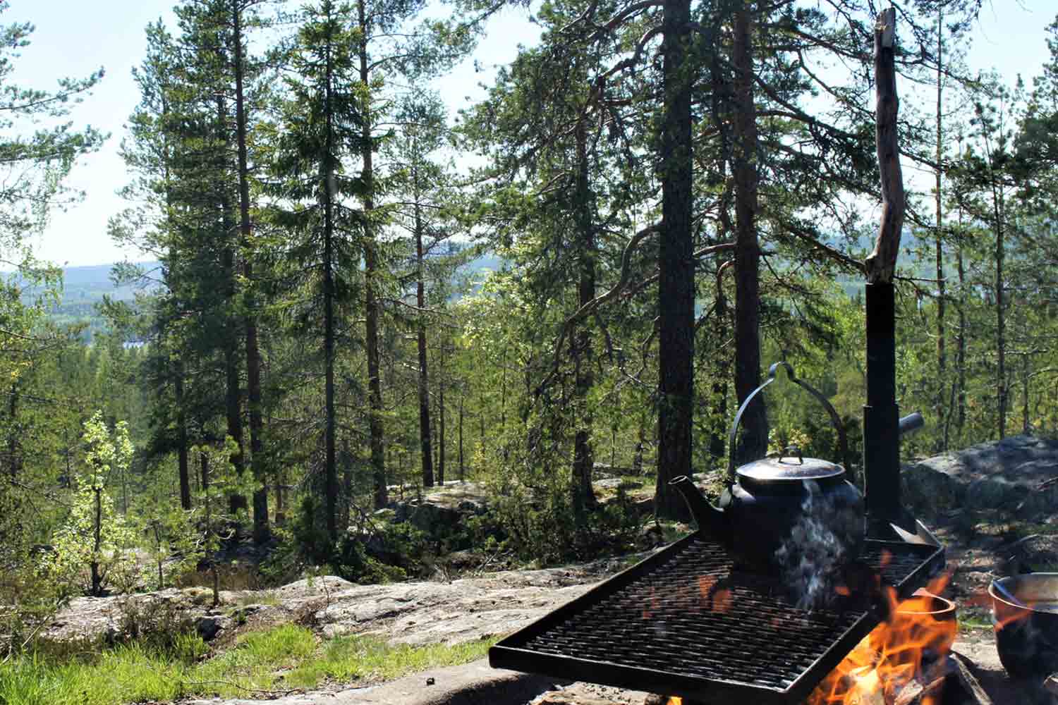 forest-hiking-tours-lulea fores