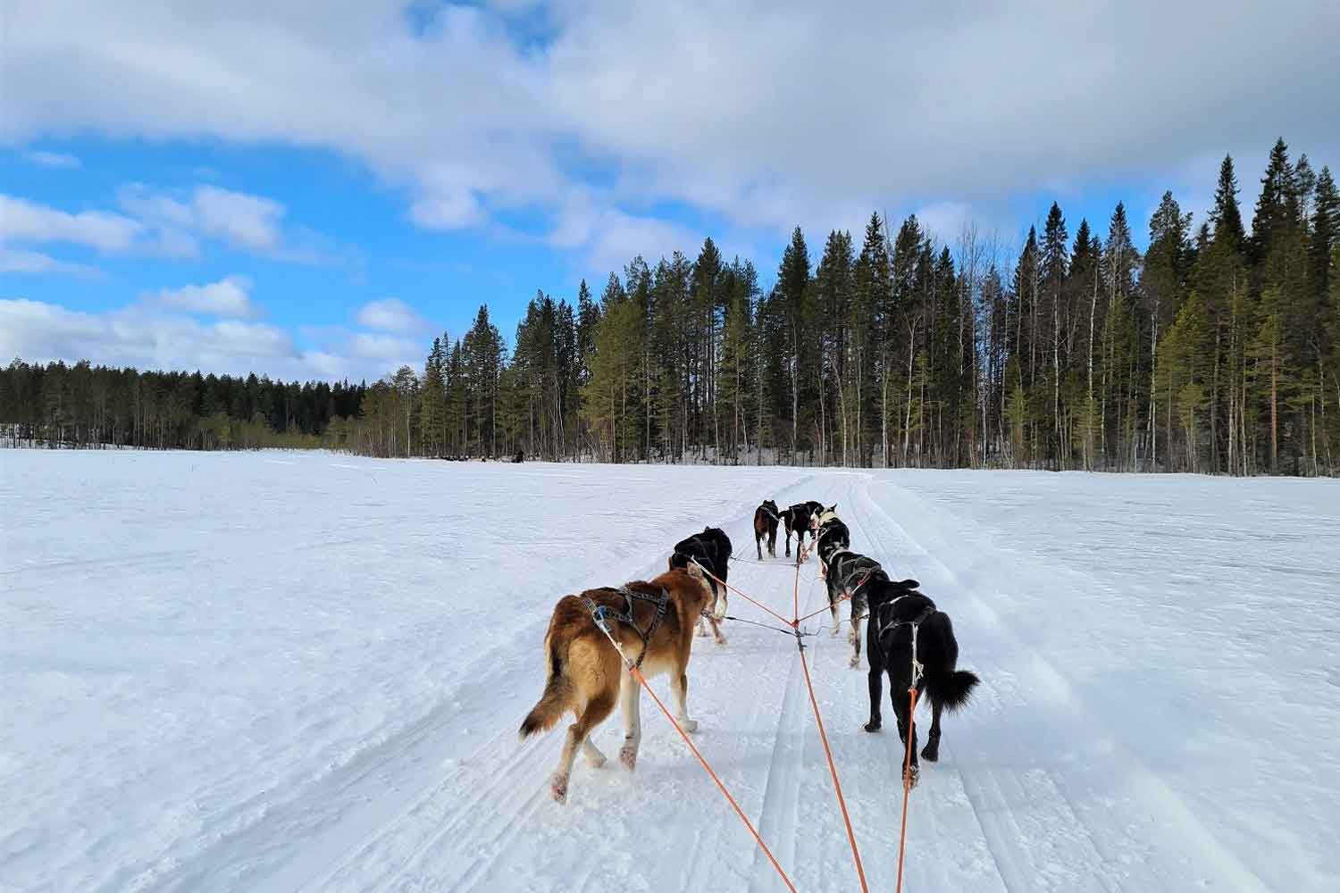 faq-swedish-lapland