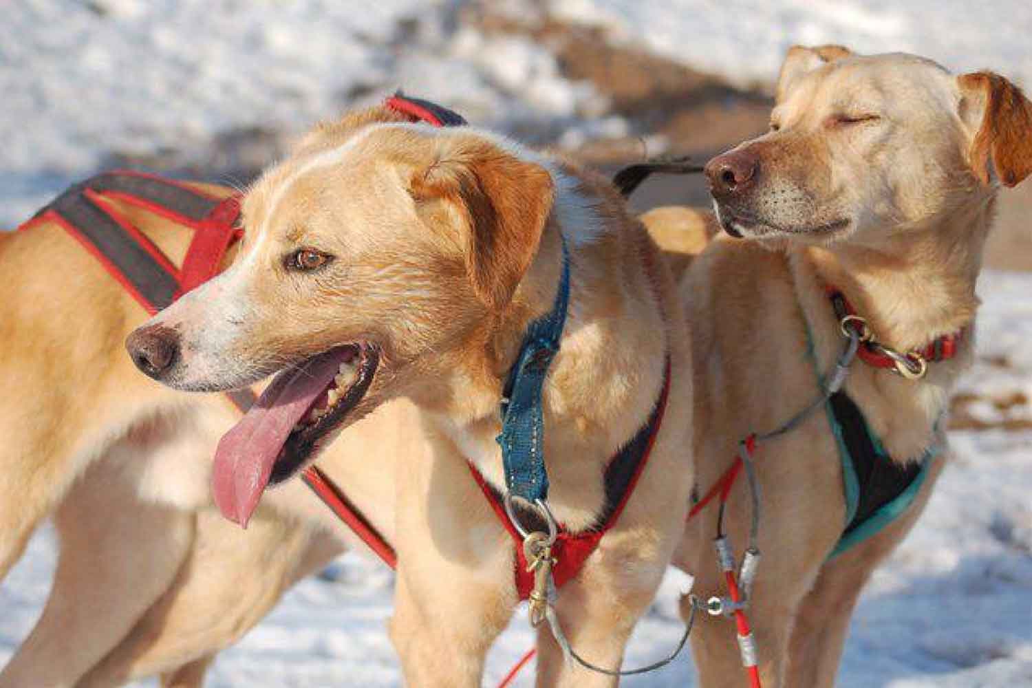 Tours-dog-sled-lulea Tours-dog-sled-lulea