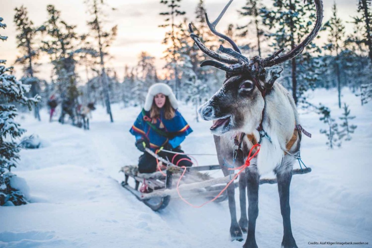 Reindeer Sledding Kiruna Aurora Dreams, Abisko Kiruna Aurora, Reindeer Northern Lights, Lapland Kiruna, Short Break Lapland, Kiruna Snow Festival, Christmas Swedish Lapland