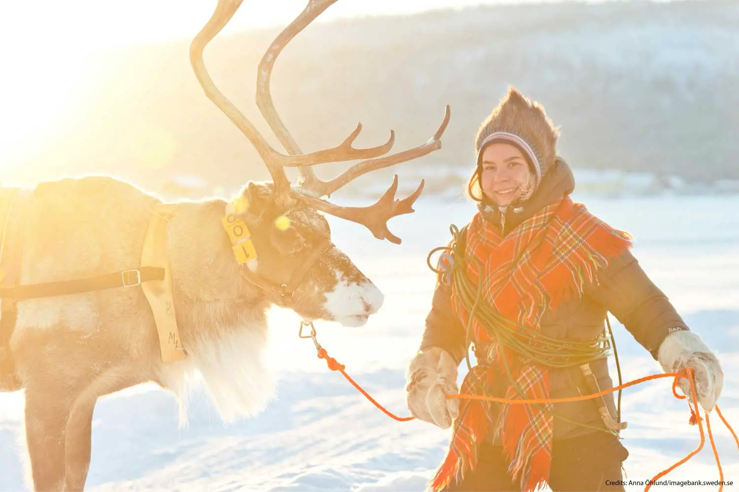 Lapland winter holidays, Luleå Winter Break, Reindeer Northern Lights