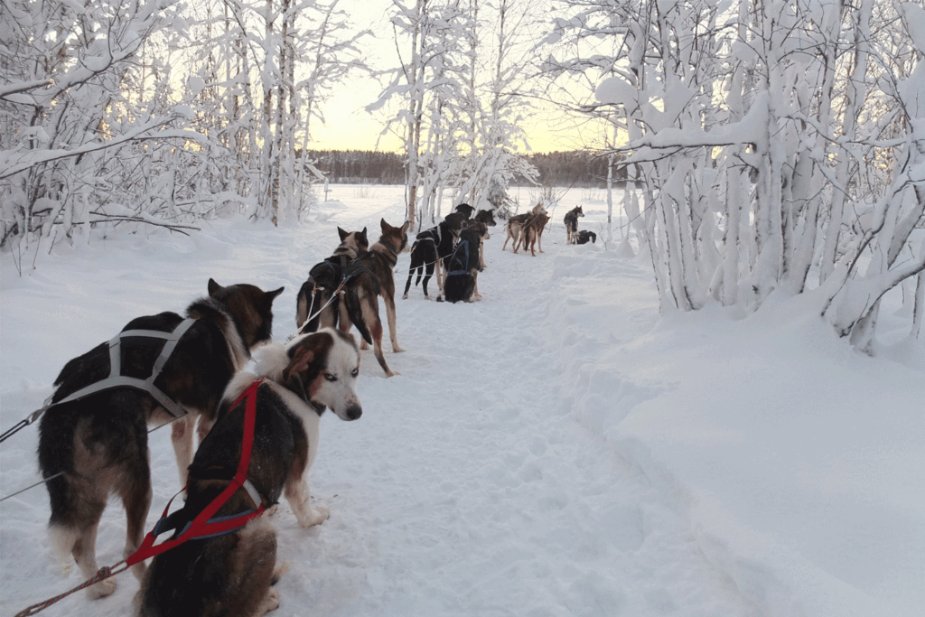 Dogsledding Luleå Winter Break, Short Break Lapland