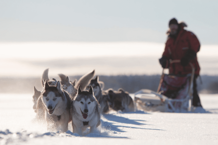 Hightlights Swedish Lapland Dog Sledding, Jokkmokk winter market