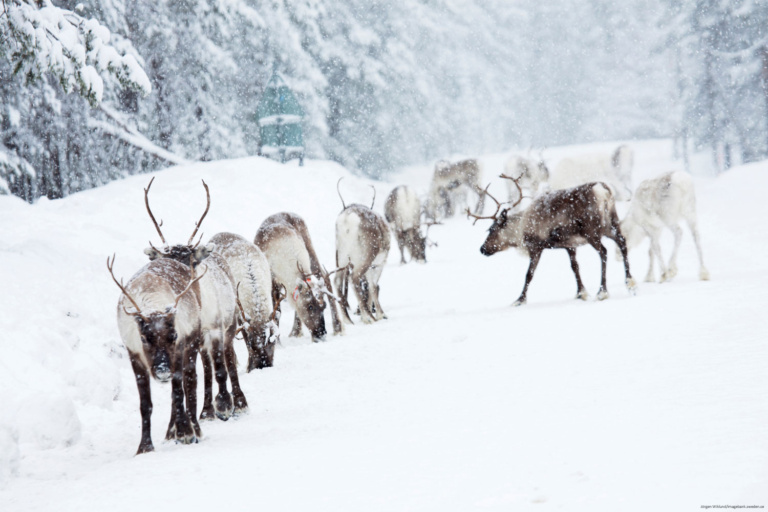 Reindeer Sweden Hightlights Swedish Lapland, Jokkmokk Winter Market, Northern Lights City Break Luleå, Reindeer Northern Lights