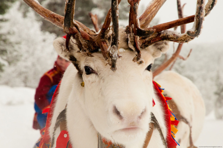 Jokkmokk Winter Market Sweden