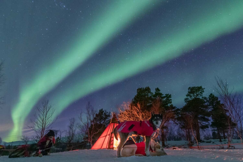 Northern Lights Dog Sledding tour Kiruna Aurora Dreams, Lapland Aurora