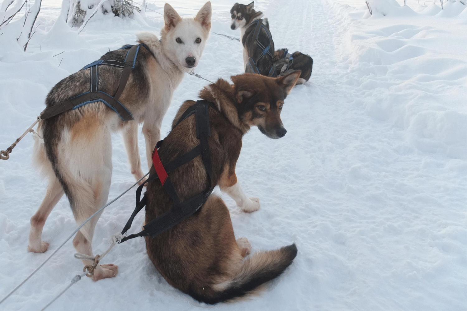 dog sled tours lulea