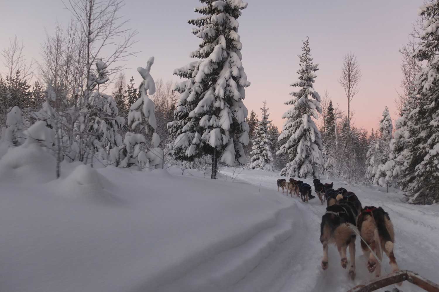 dog sled lulea