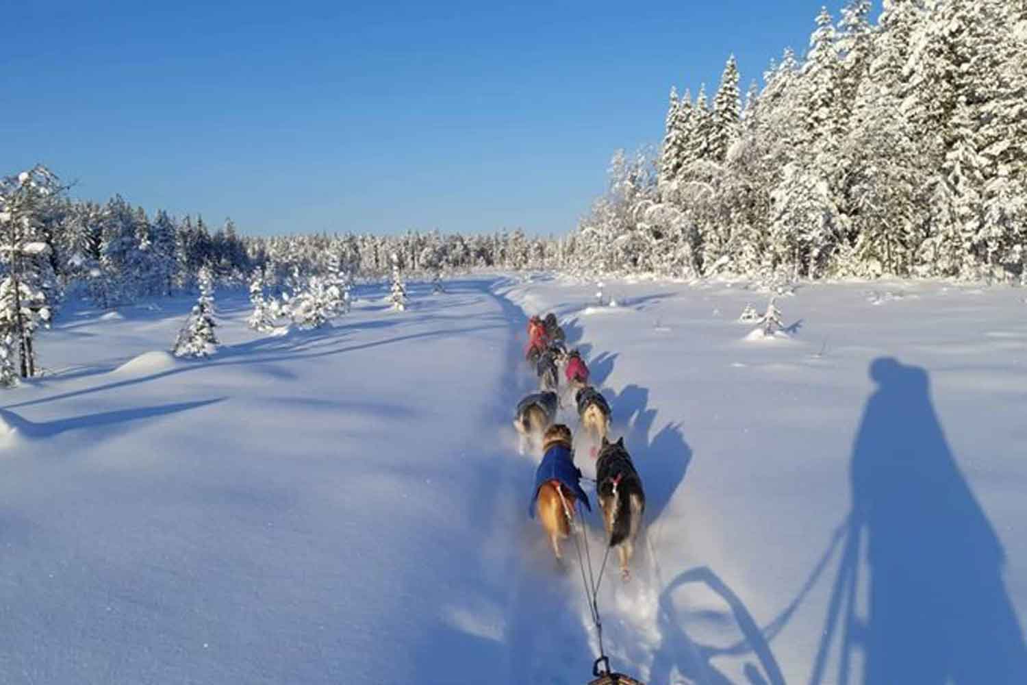 dogsledding tours lulea