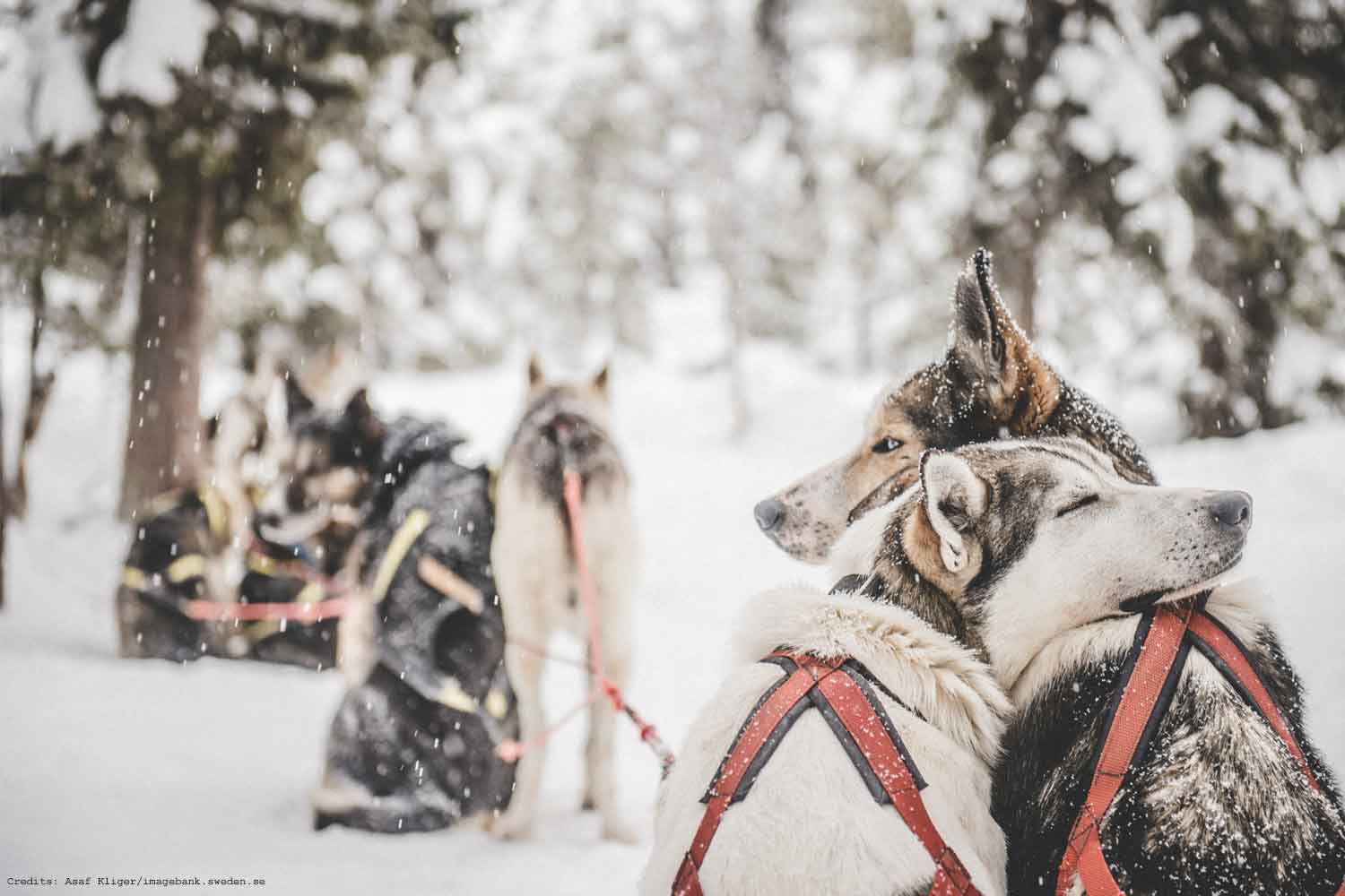 winter holiday sweden activities