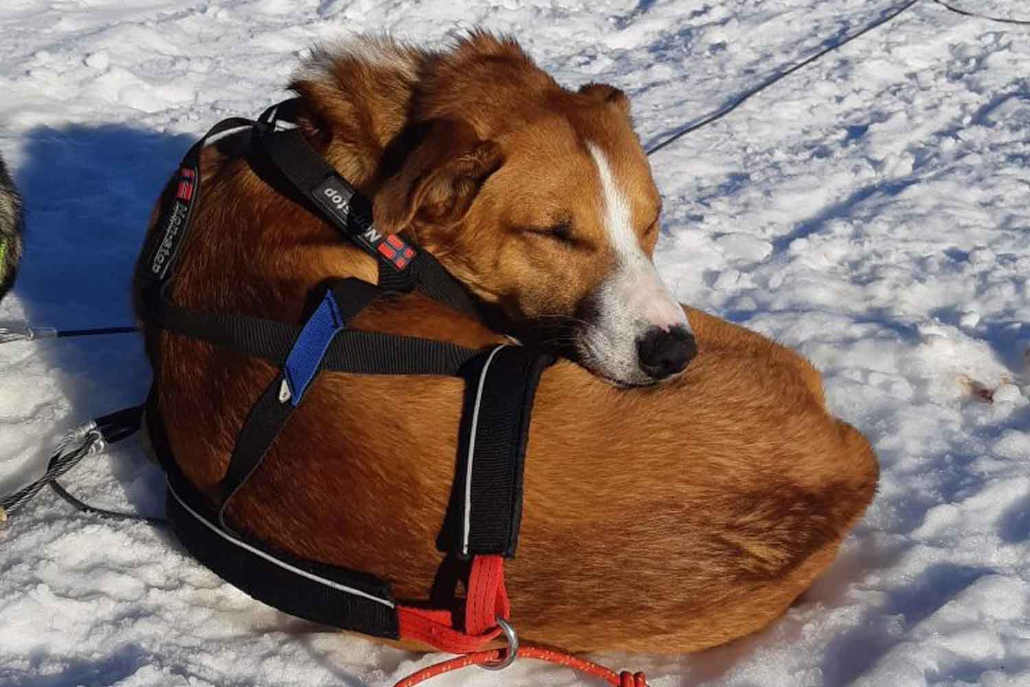 lulea-dog-sled-long-tours