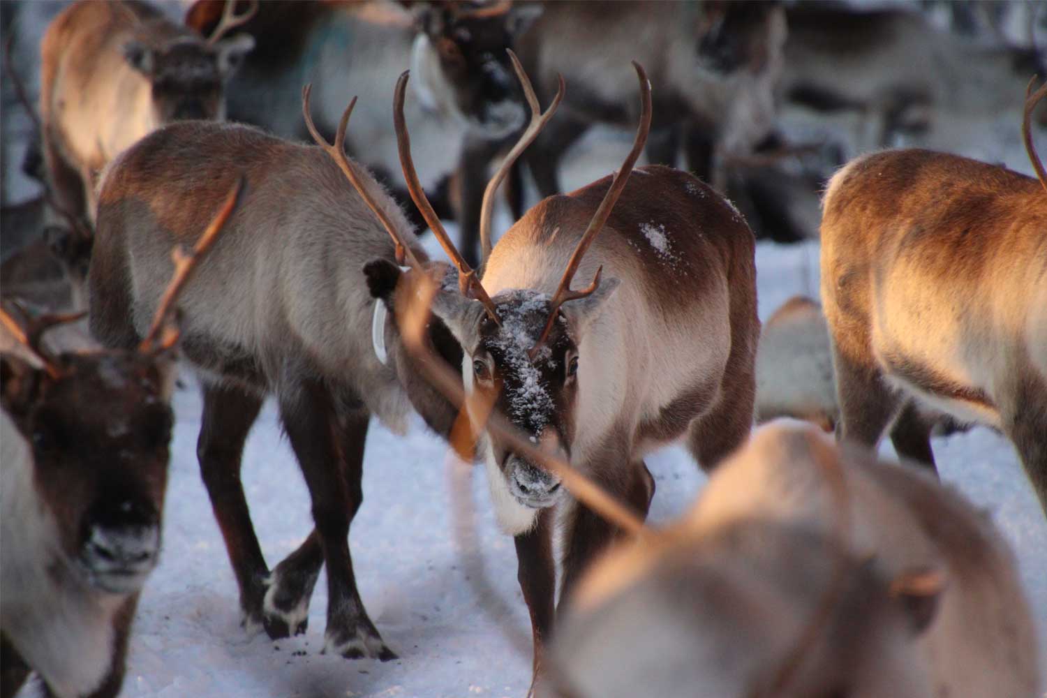 Sami reindeer experience