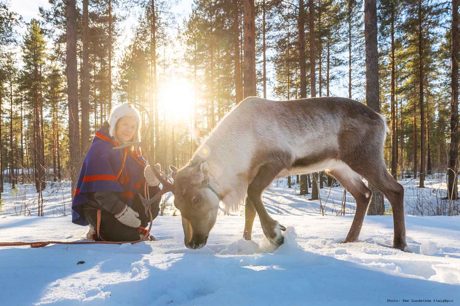 reindeer-lulea-sami-expeirence