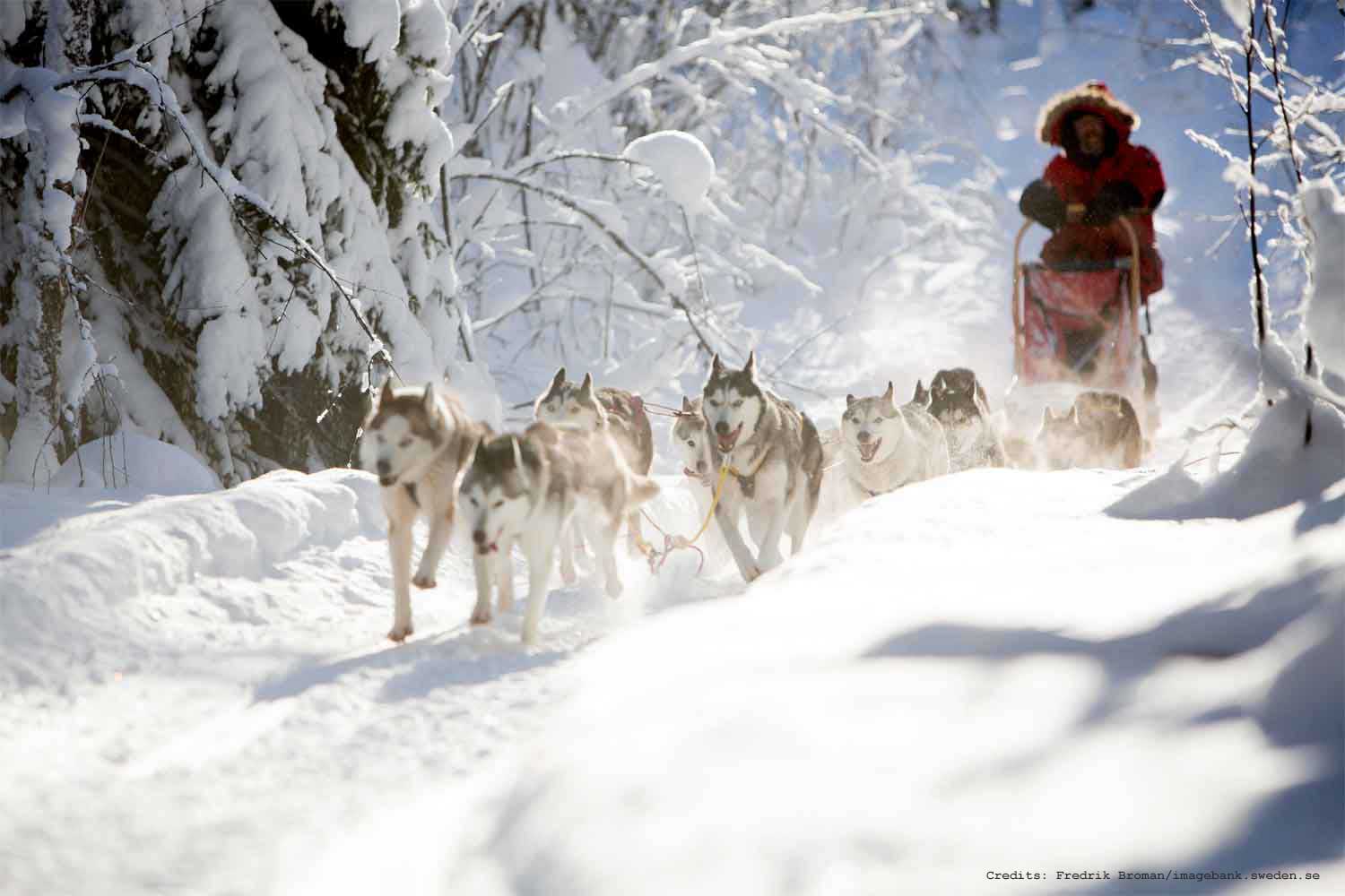 winter holiday sweden dogsledding, Aurora glamping holiday, Swedish Lapland Retreat