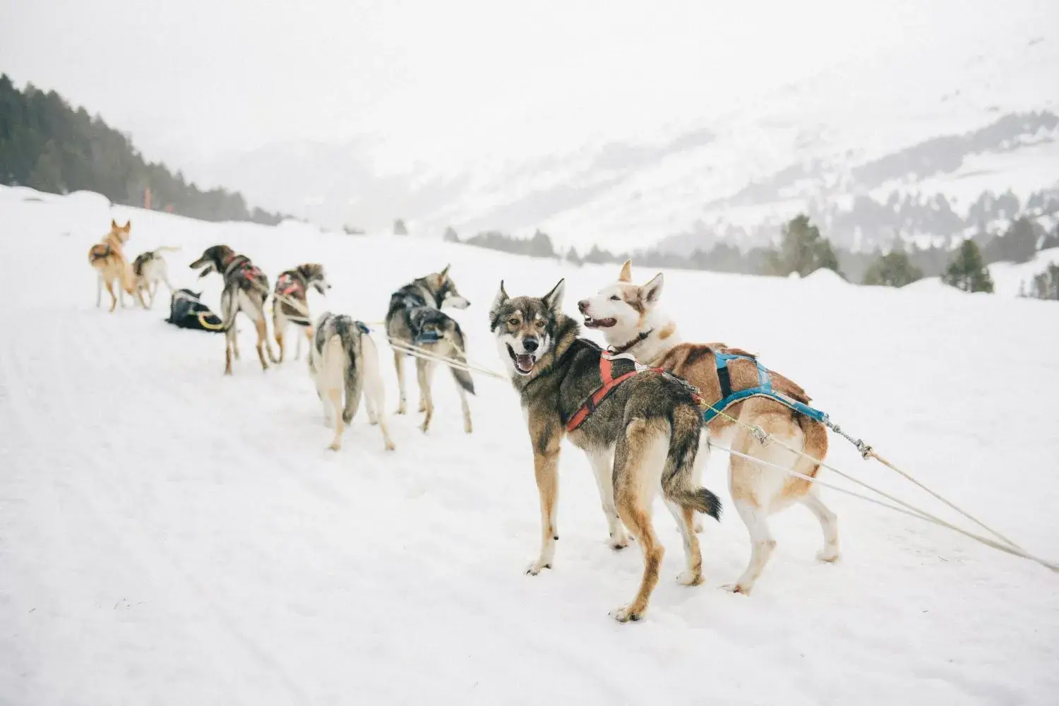 Dog Sledding to celebrate the New Year in Swedish Lapland