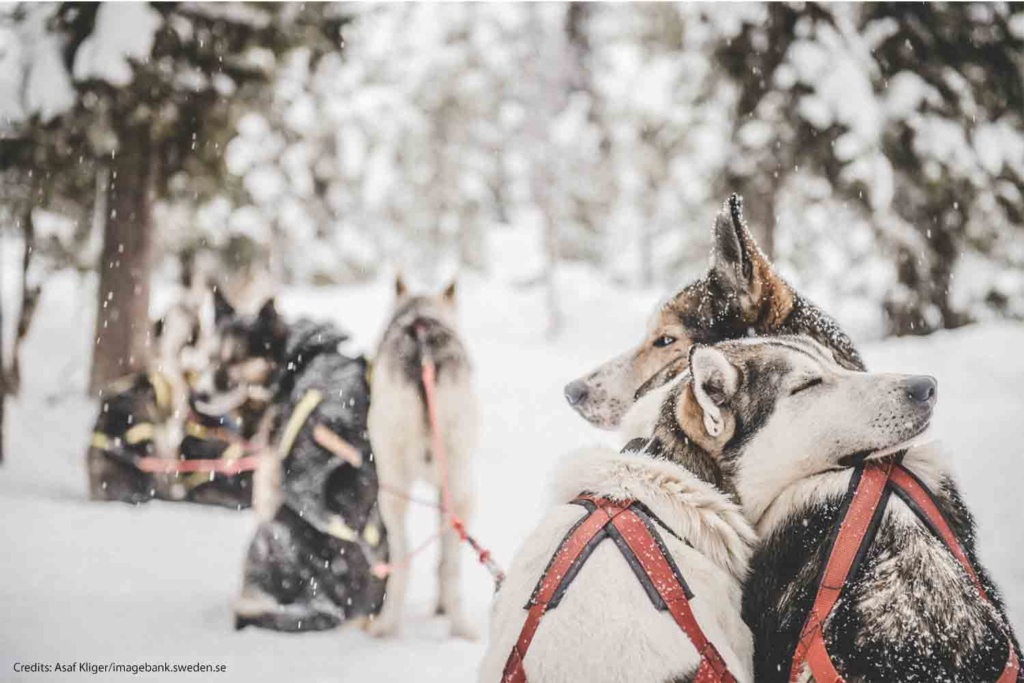 dog sled lulea Winter Bucket List, Luleå Family Fun, Santa Claus Village, Kiruna Snow Festival