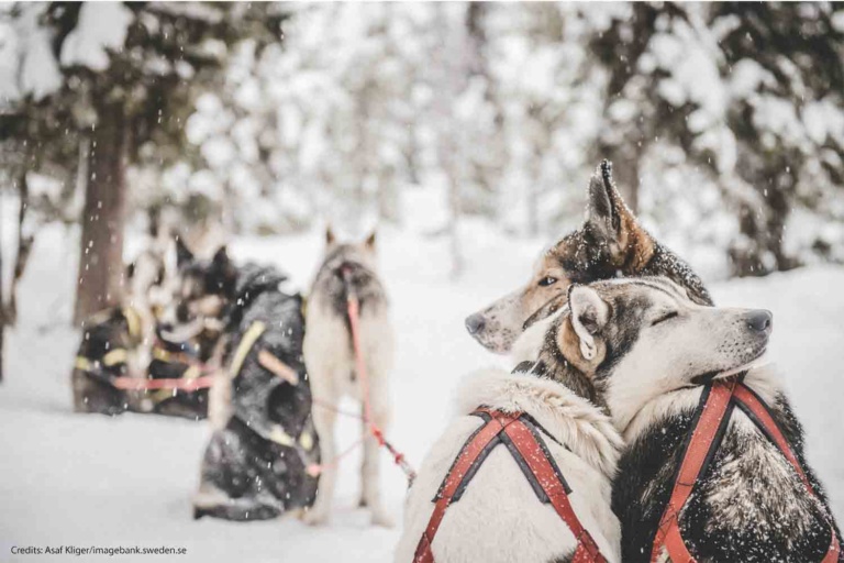dog sled lulea Winter Bucket List, Luleå Family Fun, Santa Claus Village, Kiruna Snow Festival