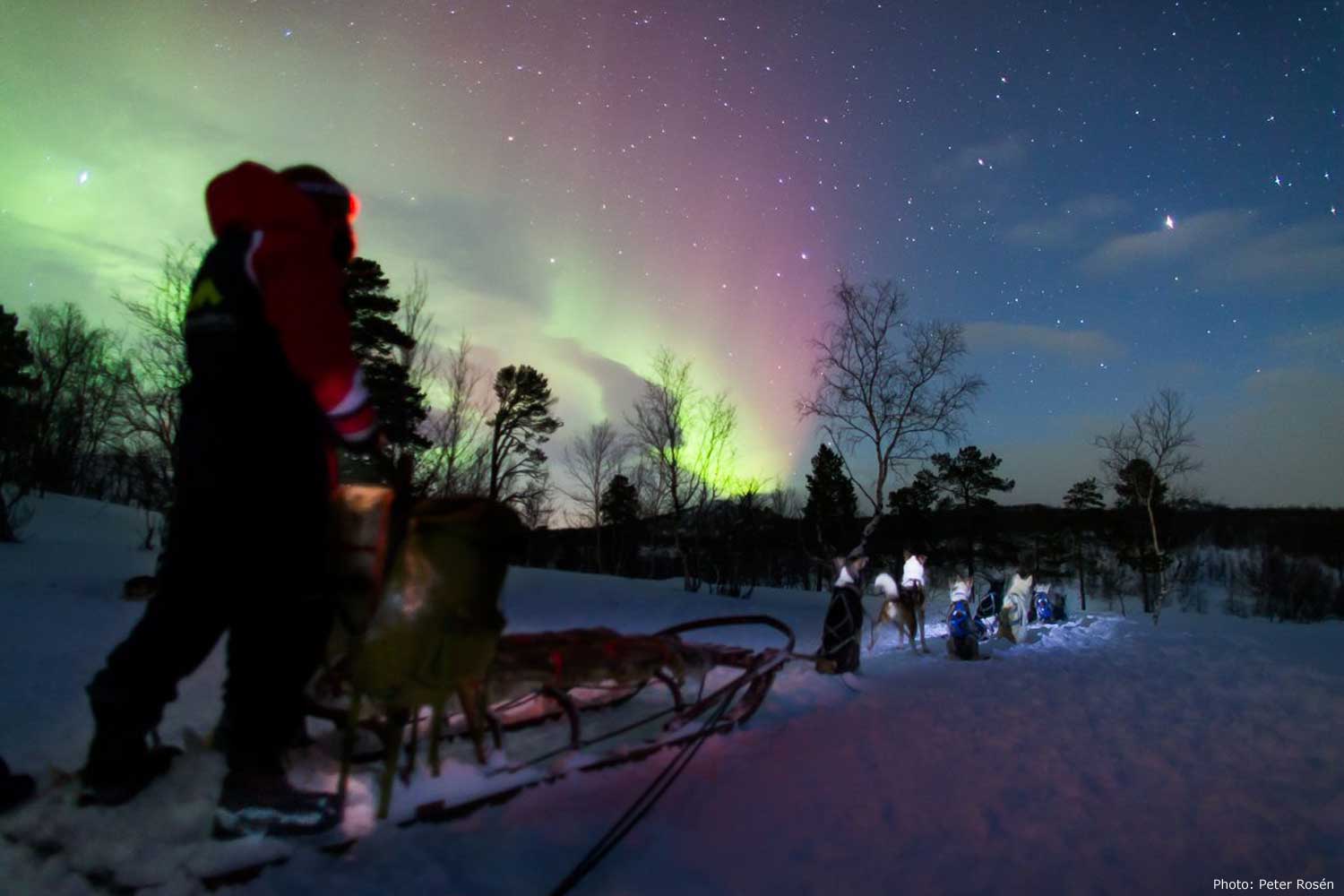 Dog Sledding Tour Kiruna Aurora Dreams