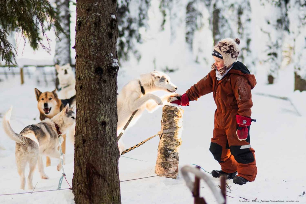 Dog Sledding Luleå Family Fun