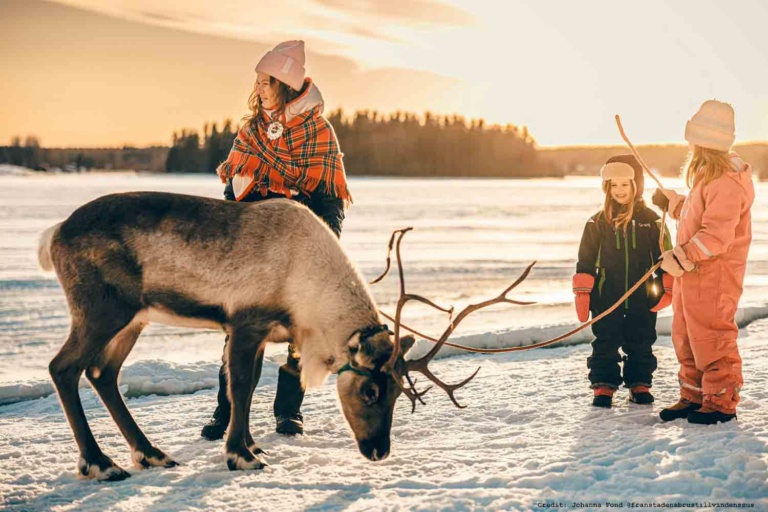 Reindeer-lulea_credit-Johanna-Fond-@franstadensbrustillvindenssus Luleå Family Fun