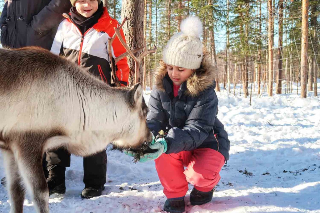 Sami culture reindeers Anna, Luleå Family Fun